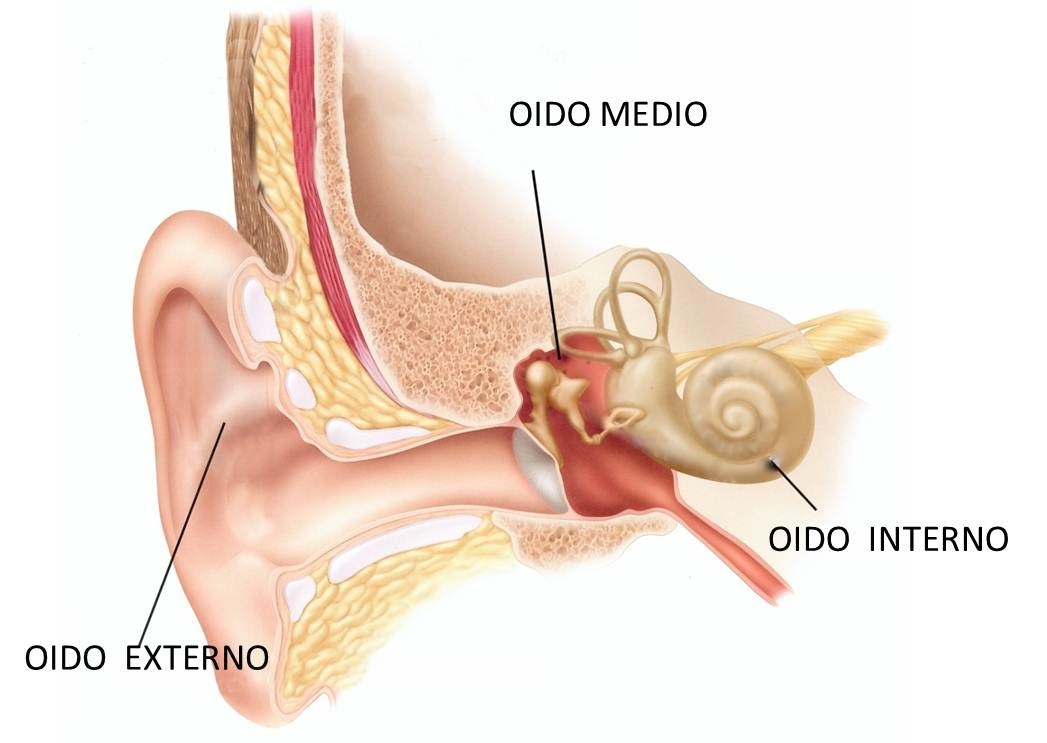 Conducto auditivo externo